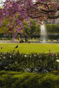 Experience the stunning spring bloom in a Paris park, featuring vibrant flowers and lush greenery.